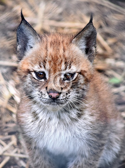 Eurasian Lynx Eurasian Lynx