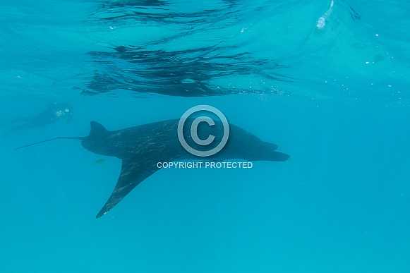 Manta Ray