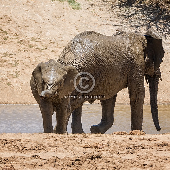 Baby Elephant