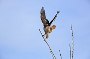Red-tailed Hawk takes Flight