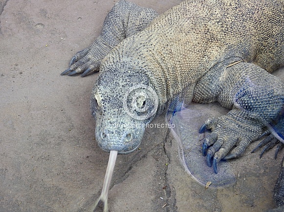 Komodo dragon