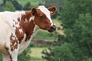 Ayrshire Cows
