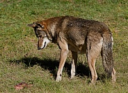 Red Wolf