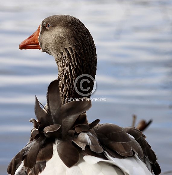 Domestic Goose Domestic Goose