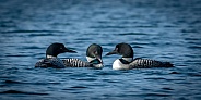 Common Loon (Gavia immer)