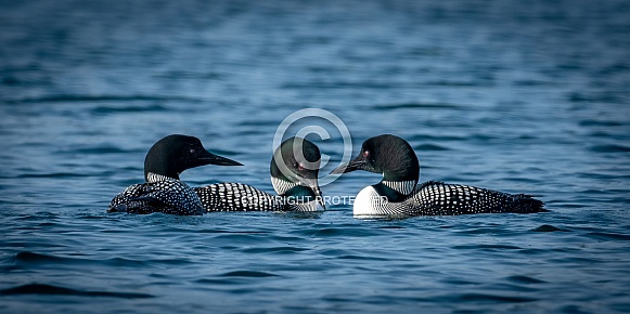 Common Loon (Gavia immer)