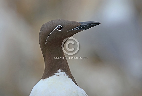 Bridled Guillemot