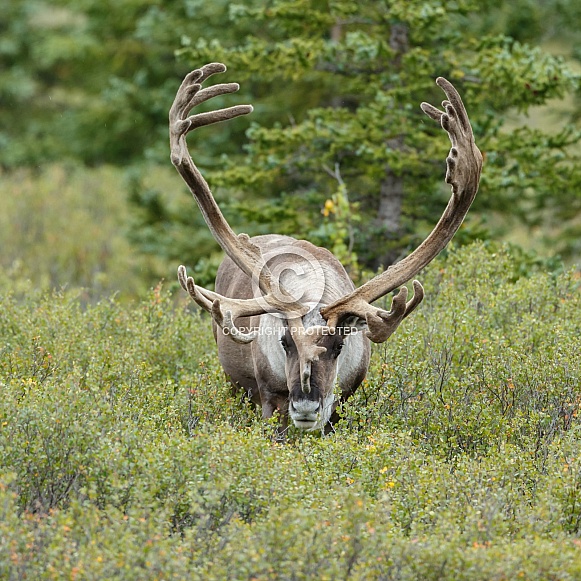 The reindeer or caribou (Rangifer tarandus)