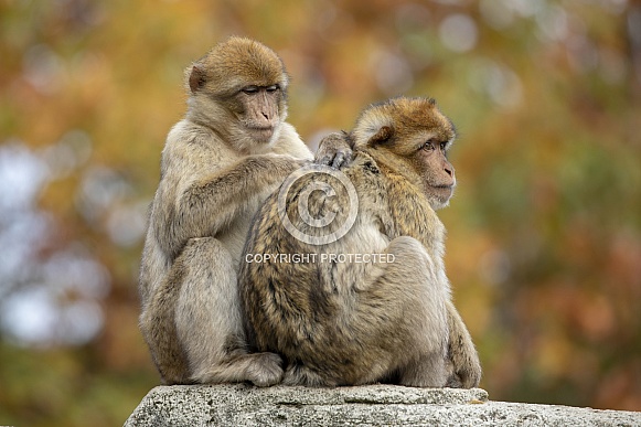 Barbary macaque (Macaca sylvanus)