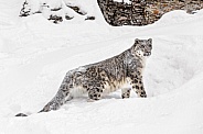 Snow Leopard-Ever Watchful