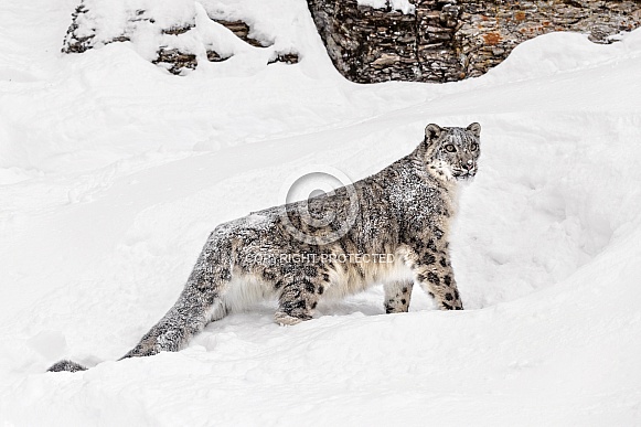 Snow Leopard-Ever Watchful