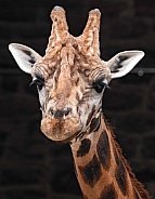 Rothschild's Giraffe Head Shot