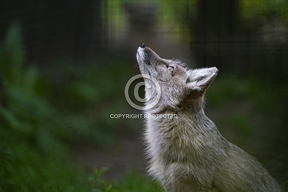 Corsac Fox