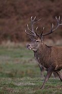 Stag