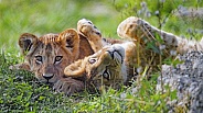 Pair of Lion Cubs