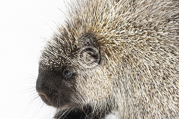 Porcupine Portrait