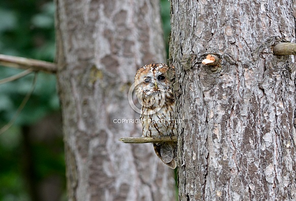 Tawny Owl Tawny Owl