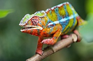 Colorful chameleon on branch