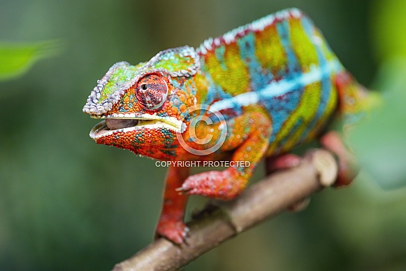 Colorful chameleon on branch
