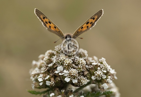 Small Copper Butterfly