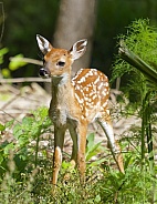 White tailed Deer