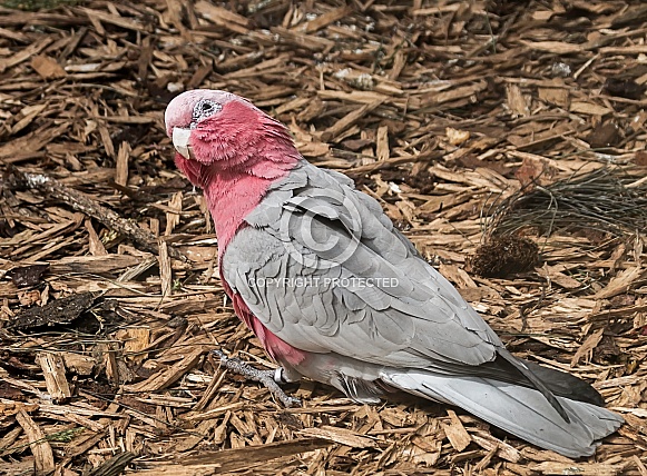 Roseate Cockatoo On The Ground Roseate Cockatoo On The Ground