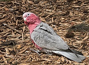 Roseate Cockatoo On The Ground