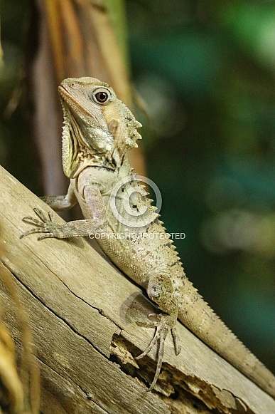 Boyd's Forest Dragon