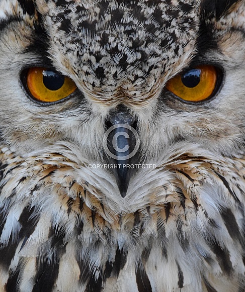 Bengal Eagle Owl Bengal Eagle Owl