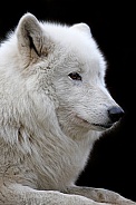Hudson Bay Wolf (Canis lupus hudsonicus)