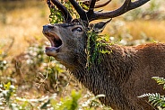 Close up red deer rut
