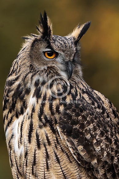 Eurasian Eagle Owl