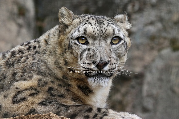 Snow loepard
