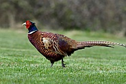 Male Pheasant displaying