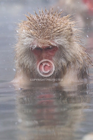 Snow monkey in hot spring