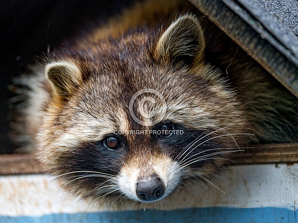 Raccoon