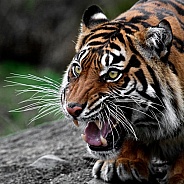 Sumatran Tiger-Go Ahead And Pet Me