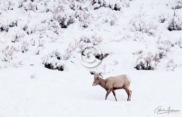 Bighorn sheep in the snow Bighorn sheep in the snow