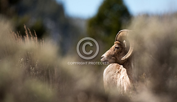 Big horn sheep (wild)