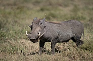 Warthog in the grass
