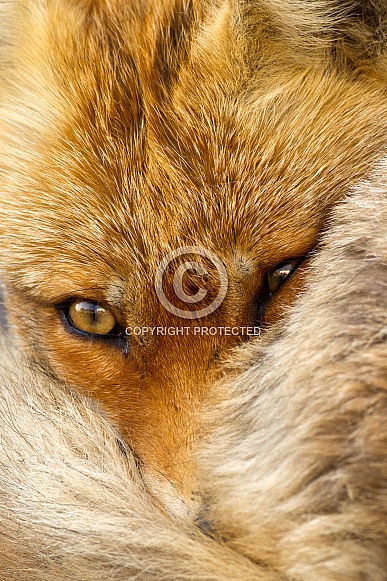 Red fox Red fox
