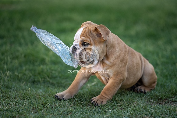 Cute bulldog playing with a plastic water bottle