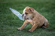 Cute bulldog playing with a plastic water bottle