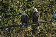 Bald Eagle's
