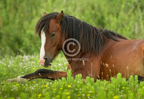 Carneddau Pony