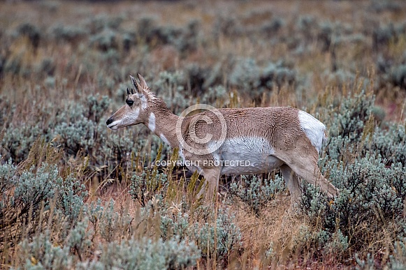 Pronghorn Female