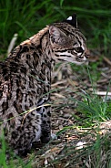 Oncilla (Leopardus tigrinus)