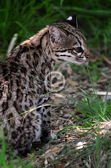 Oncilla (Leopardus tigrinus)