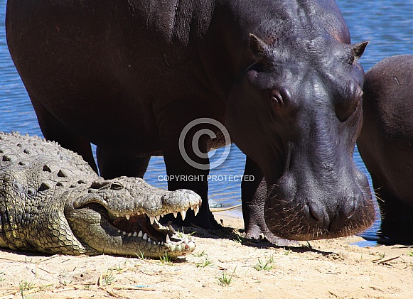 Hippos and crocodile