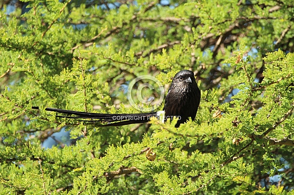 Magpie shrike.